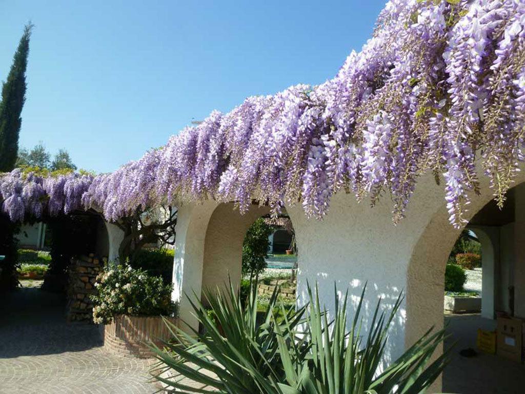 Villa Dolcevita San Costanzo Екстер'єр фото